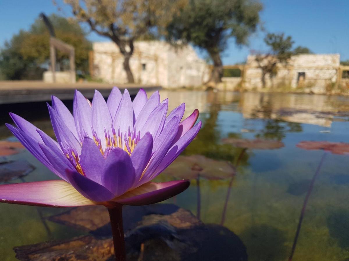 Il Fiore Della Vita Trulli Country House Conversano Eksteriør bilde